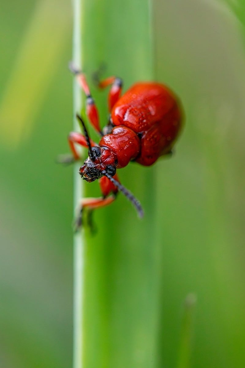 Mythical Pest Control