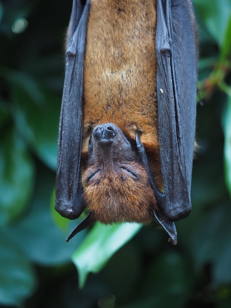 Black Bat Flower
