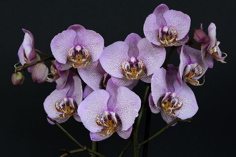 Ghost Orchid
