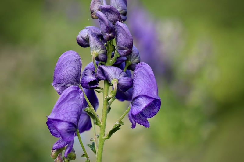 Wolfsbane Plant